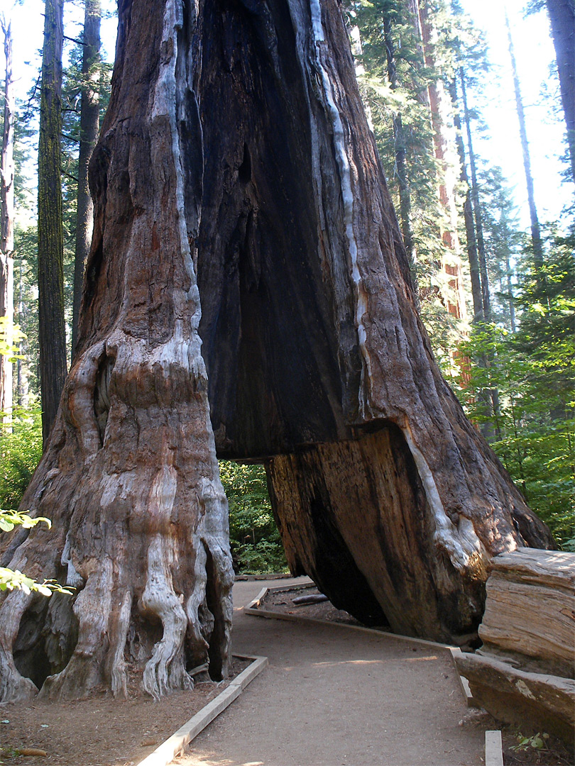 Pioneer Cabin Tree