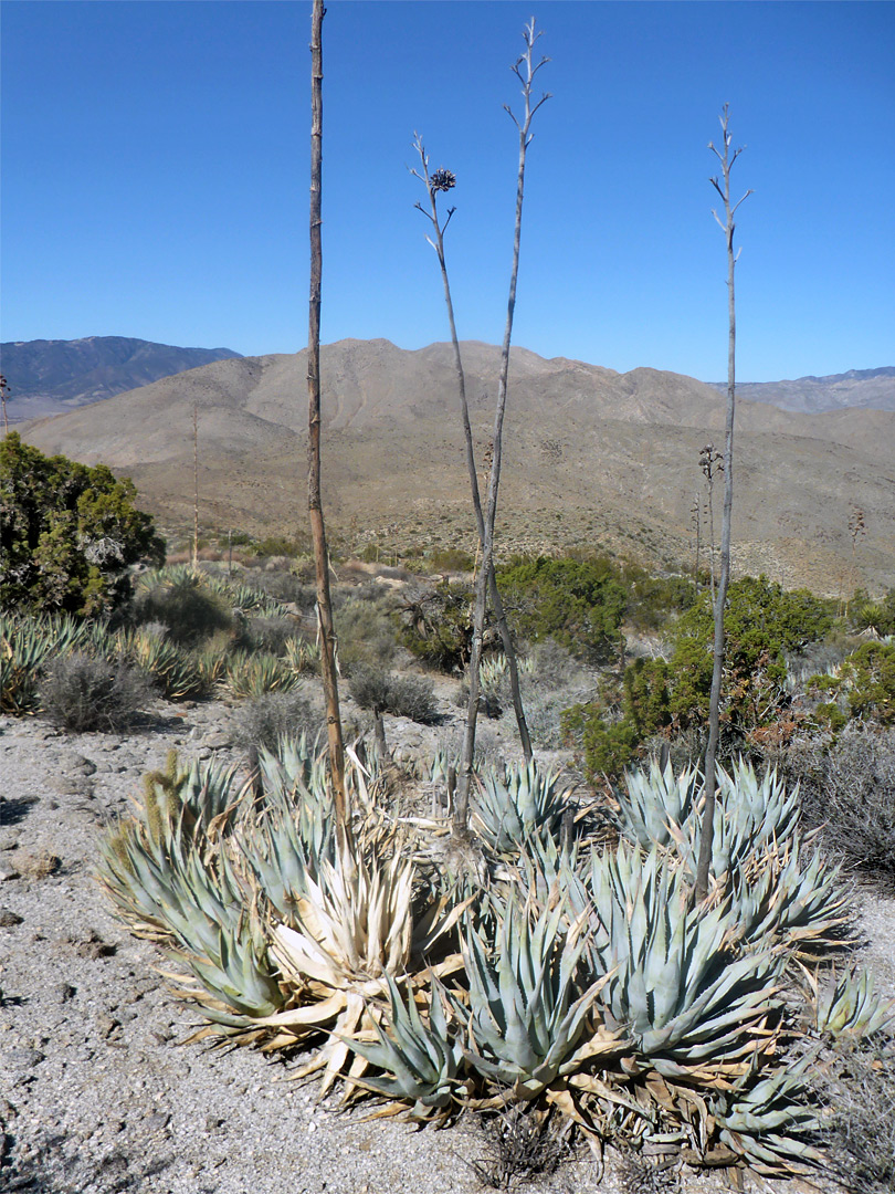 Group of agave