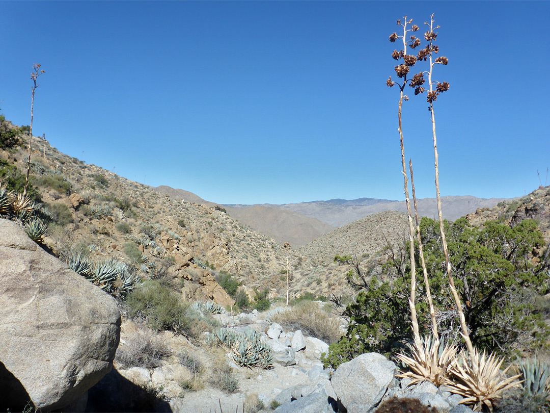 Agave flower stalks