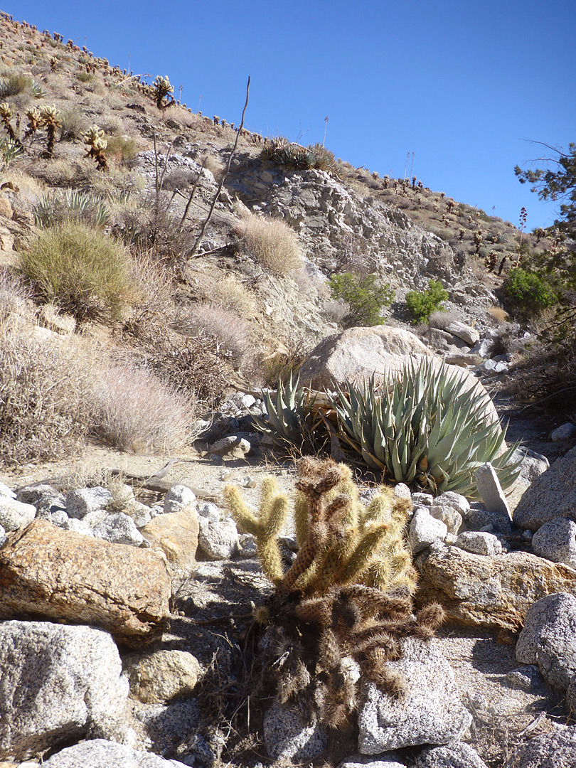 Cholla and agave