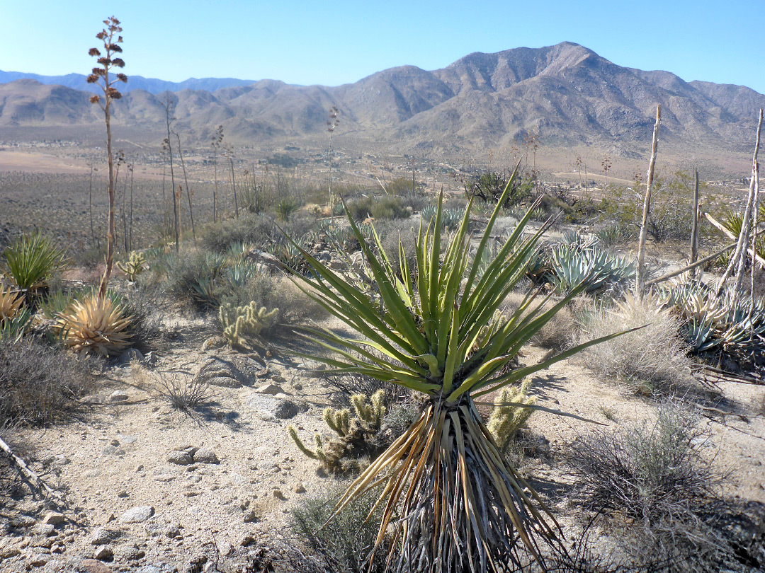 Yucca on a ridge
