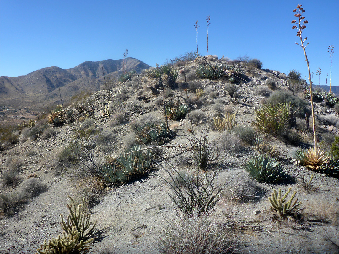 Desert plants