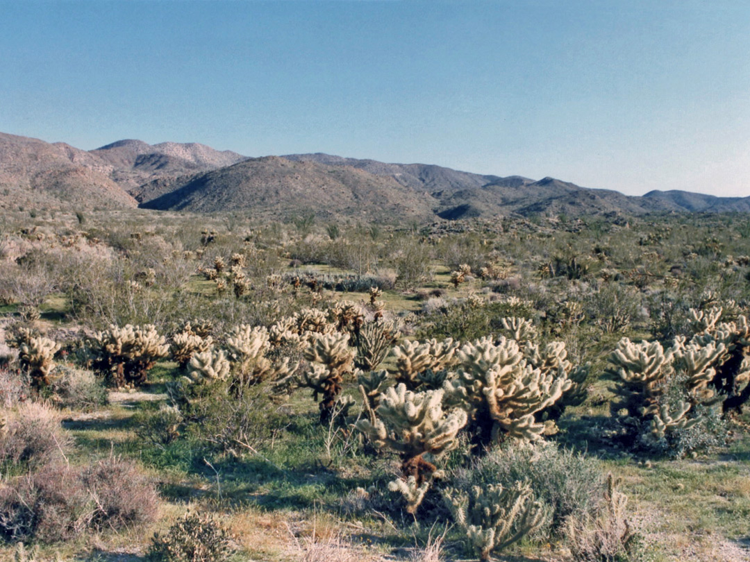 Cholla near Plum Canyon