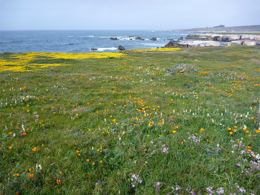 Wildflowers at Point Buchon