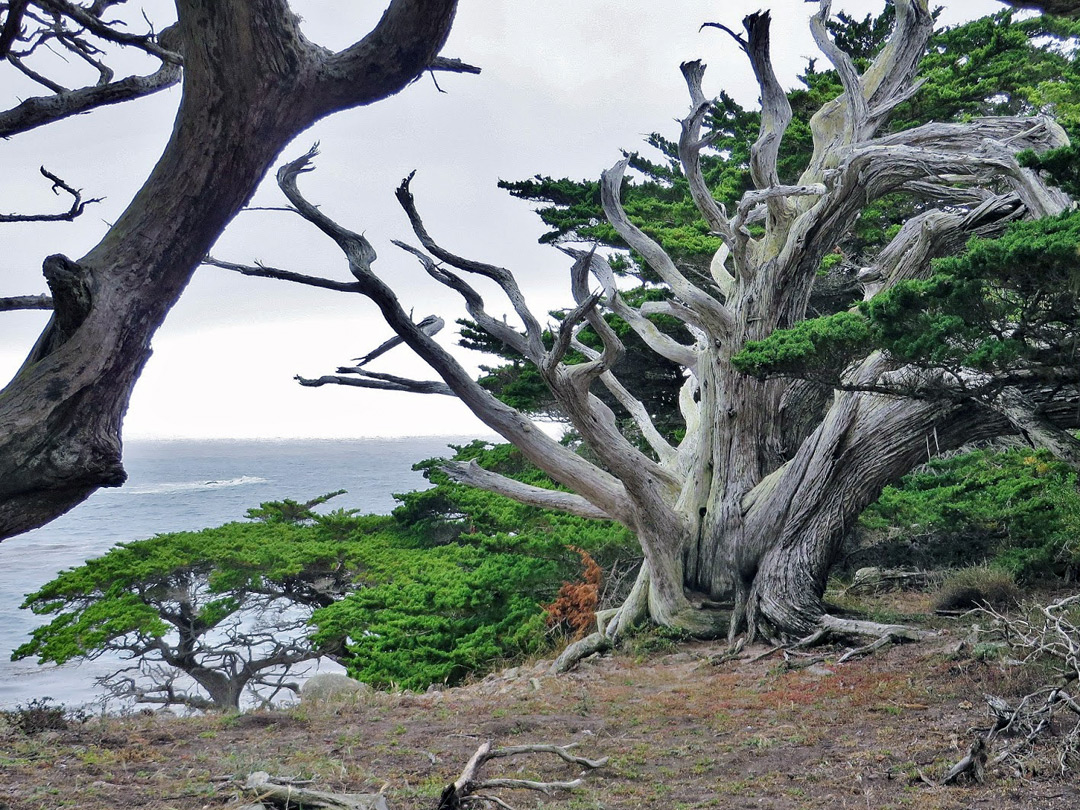 Dead tree