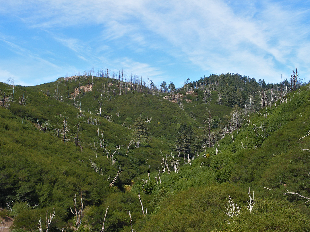 Wooded hills