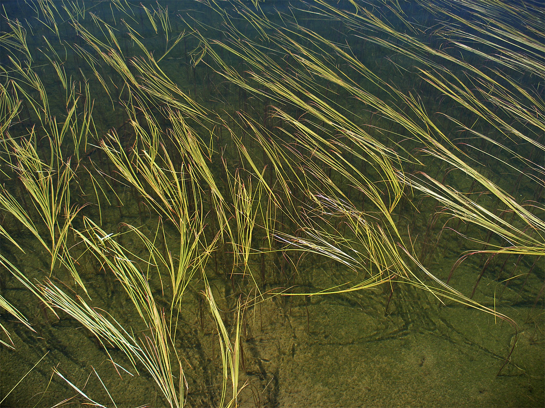 Thin reeds