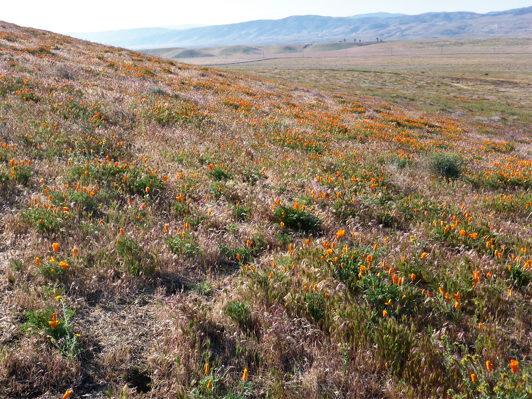 Grassy hillside