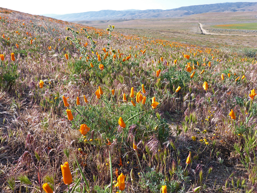 Scattered poppies