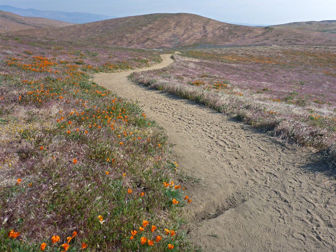 Poppy Trail