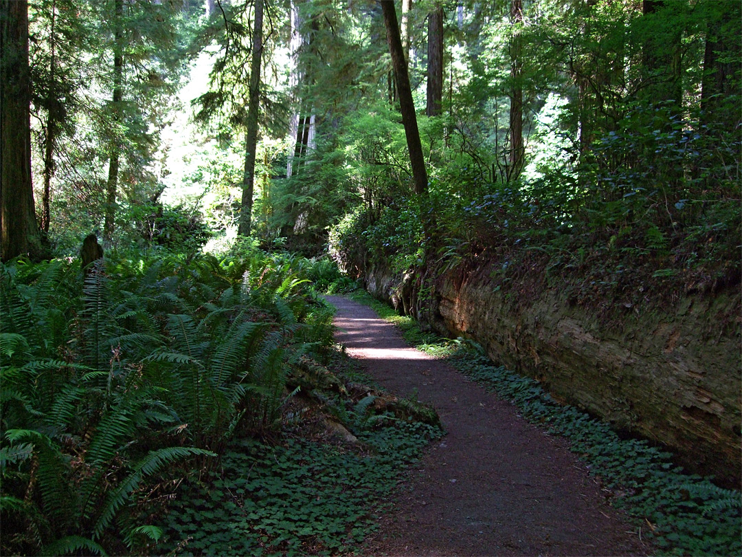 Prairie Creek Trail