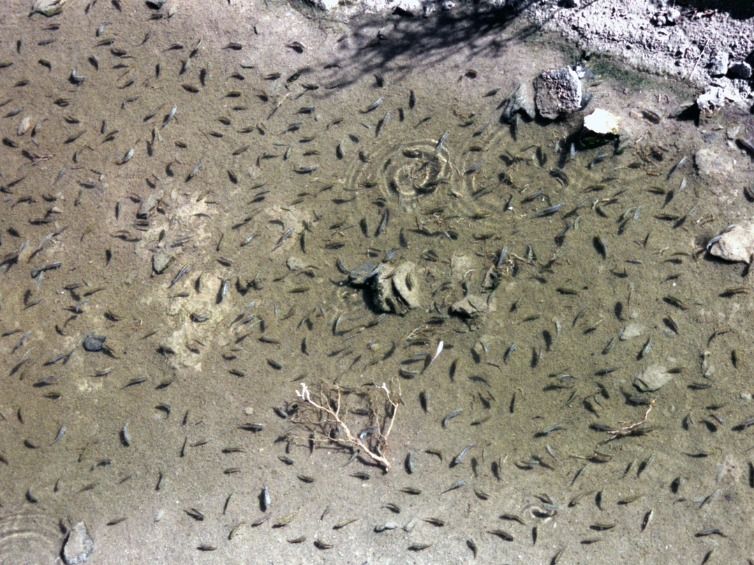 Pupfish