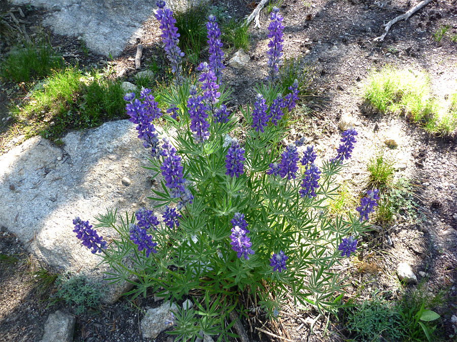 Purple lupine