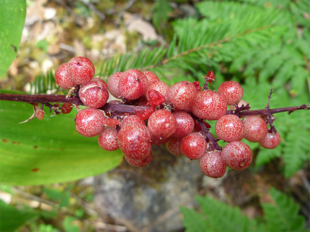 Berries