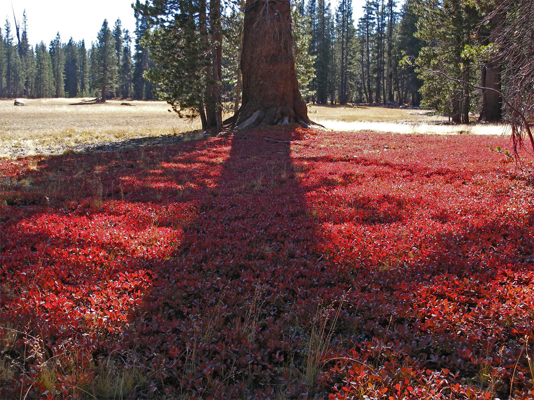 Meadow near the Sunset trailhead