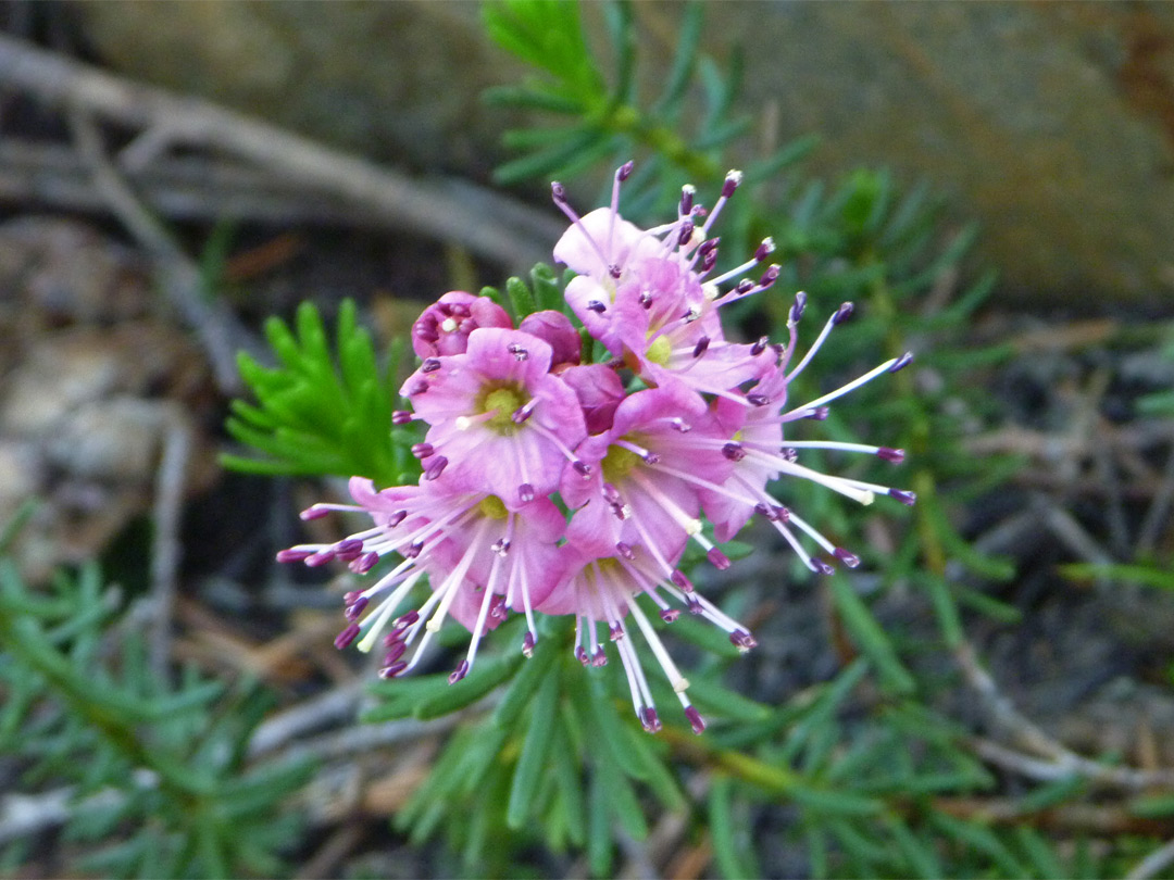 Red mountain heather