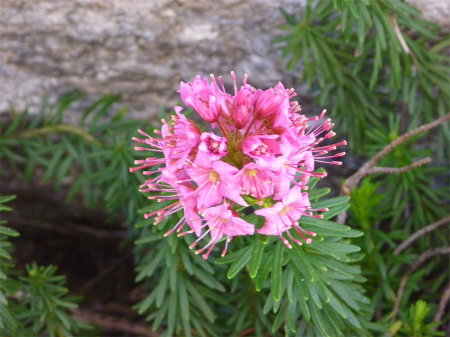 Red mountain heather