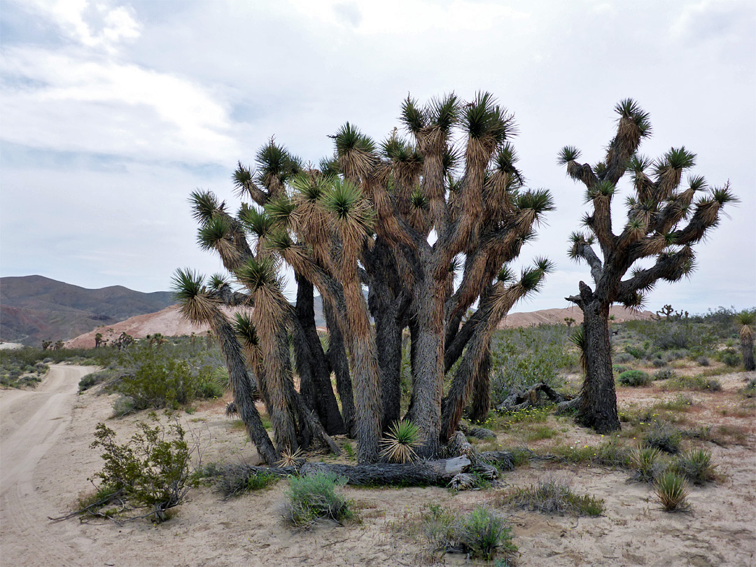 Joshua trees