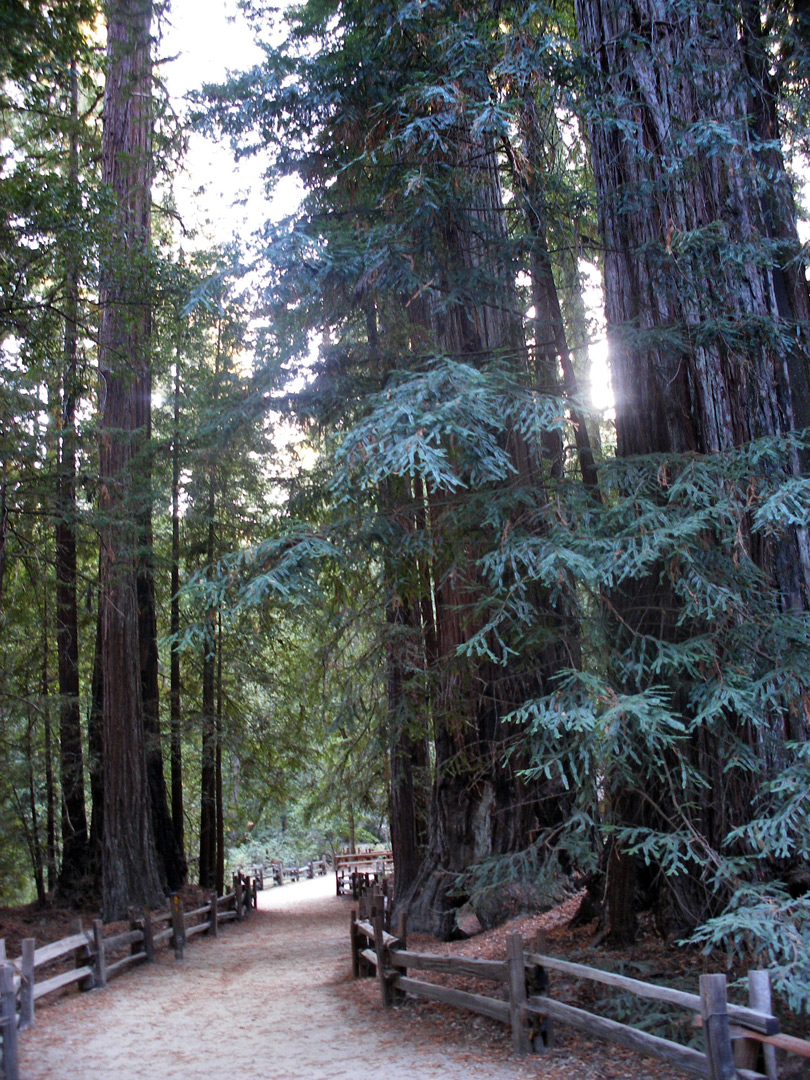 Redwood Trail