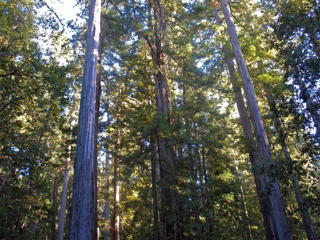 Sunlight and redwood trees