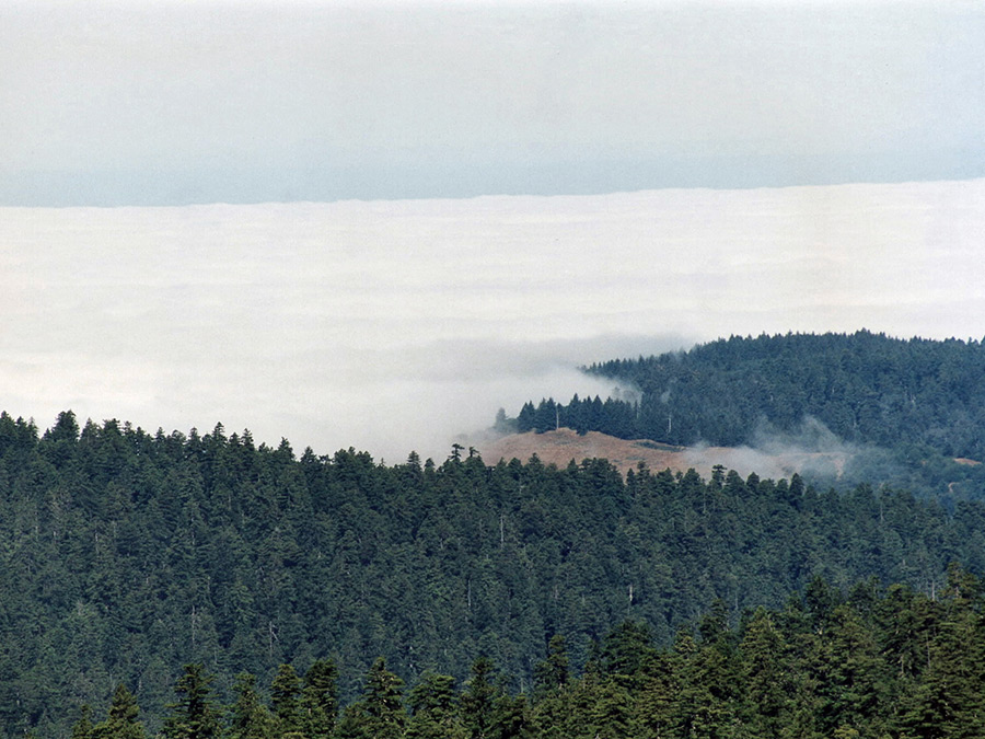 Coastal mist