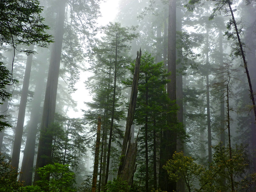 Misty trees