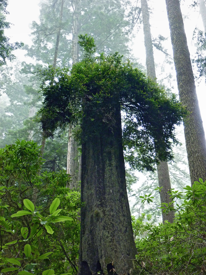 Broken redwood