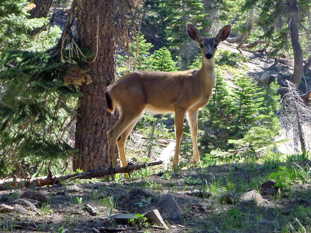 Mule deer