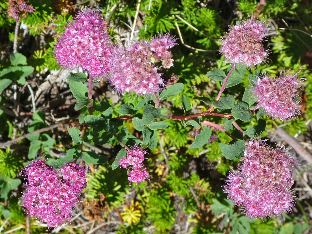 Pink flower clusters