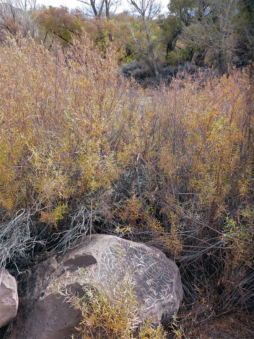 Willow by the Rosetta Stone