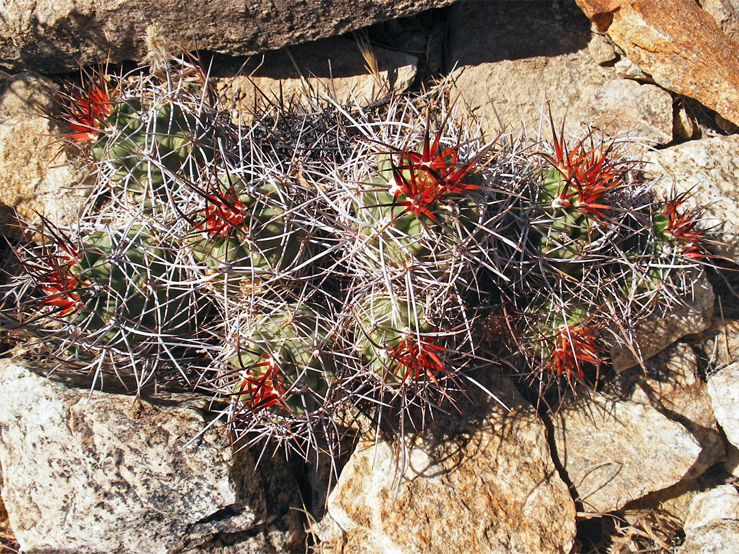 Echinocereus triglochidiatus