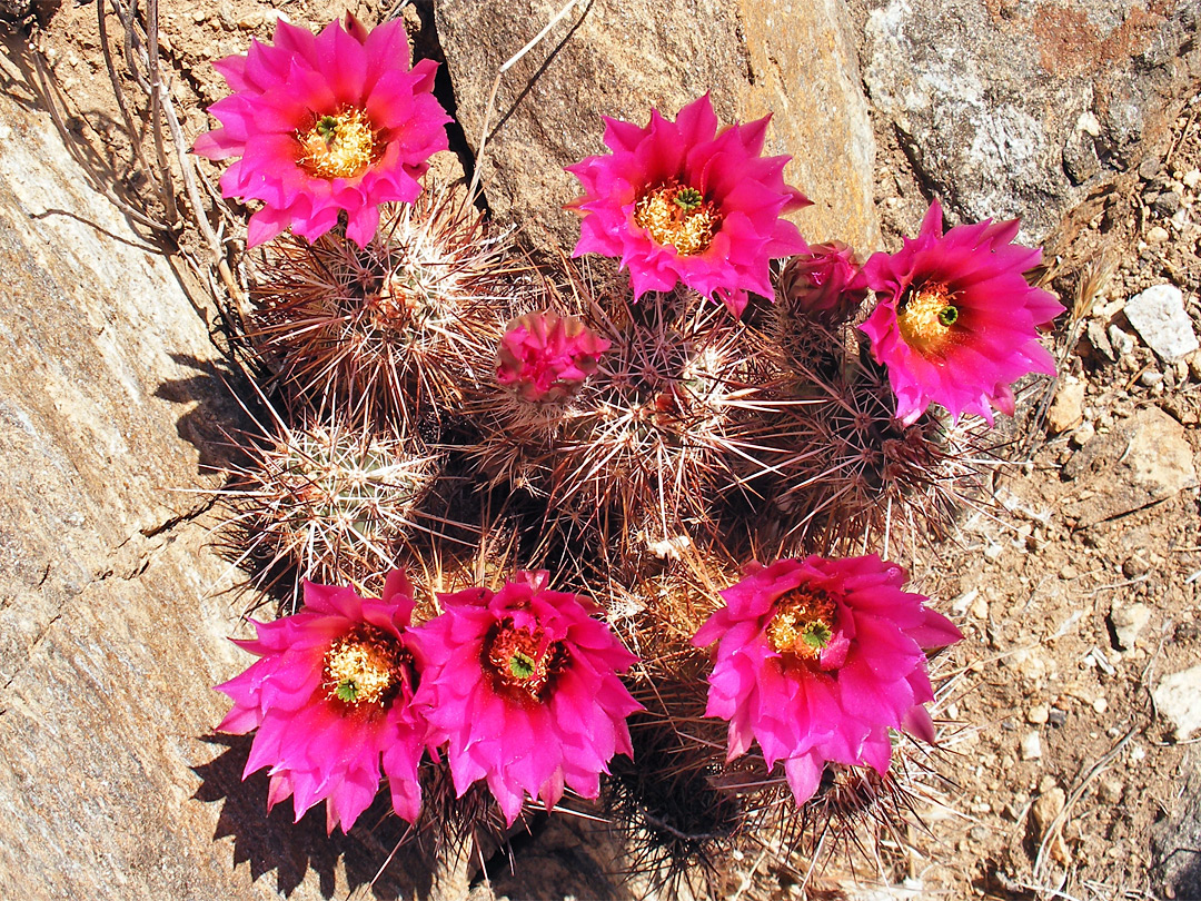 Colorful cluster