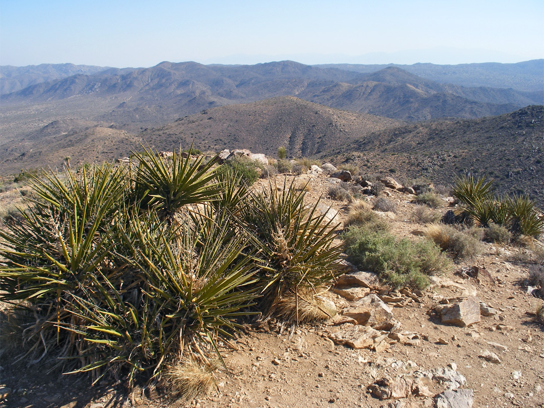 Banana yucca, on the summit