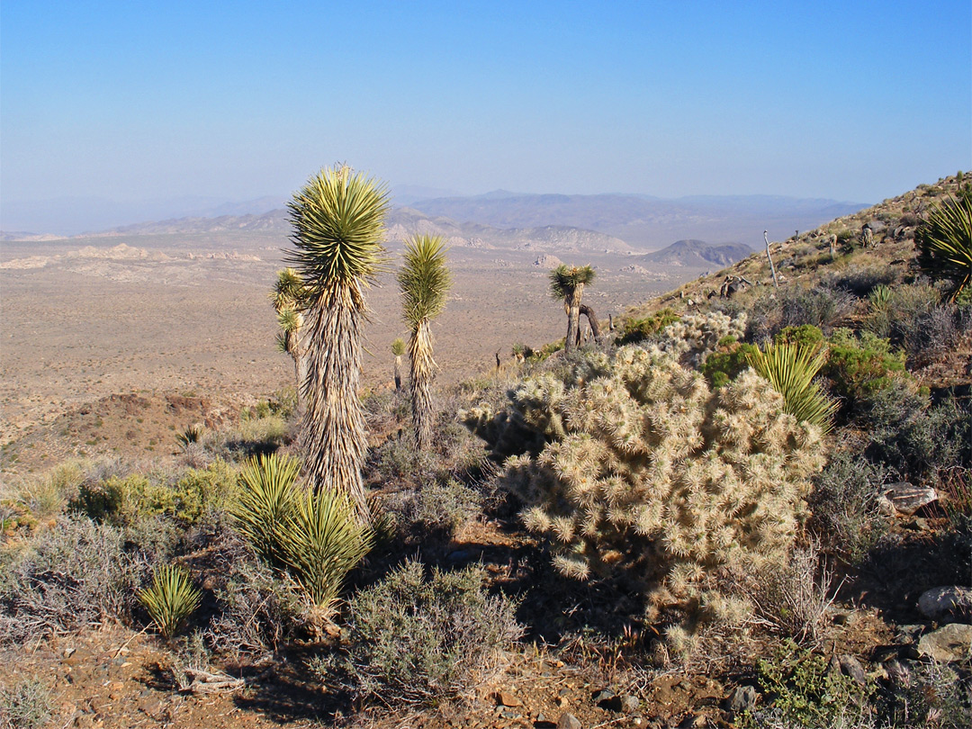 Cacti and yucca