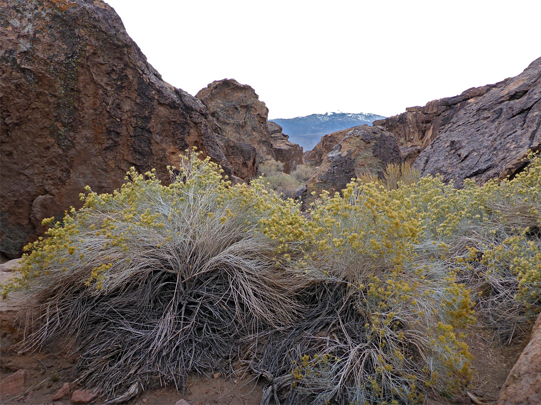 Late-flowering rabbitbrush