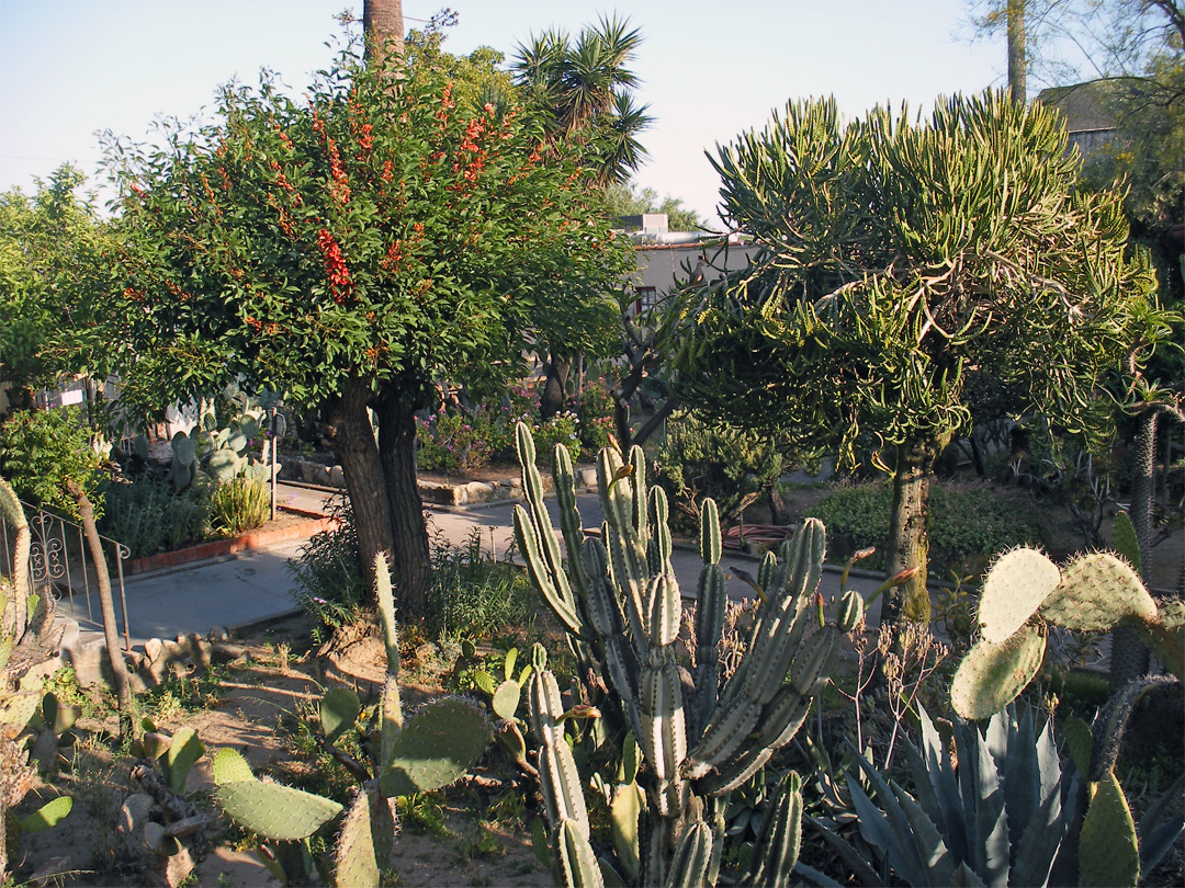 Gardens at San Gabriel Arcángel