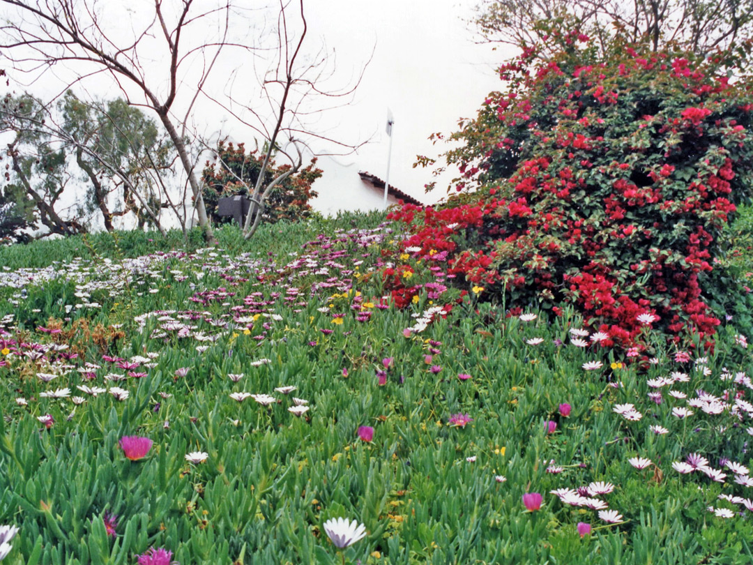 Wildflowers at San Diego de Alcalá