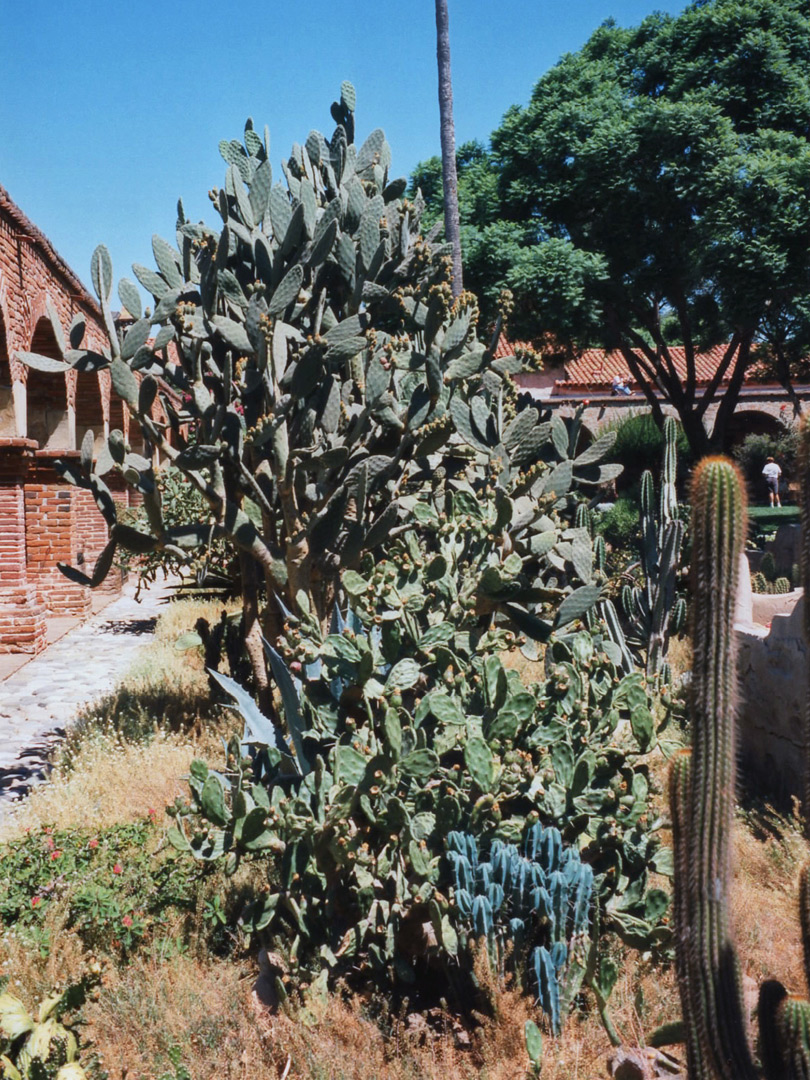Opuntia at San Juan Capistrano