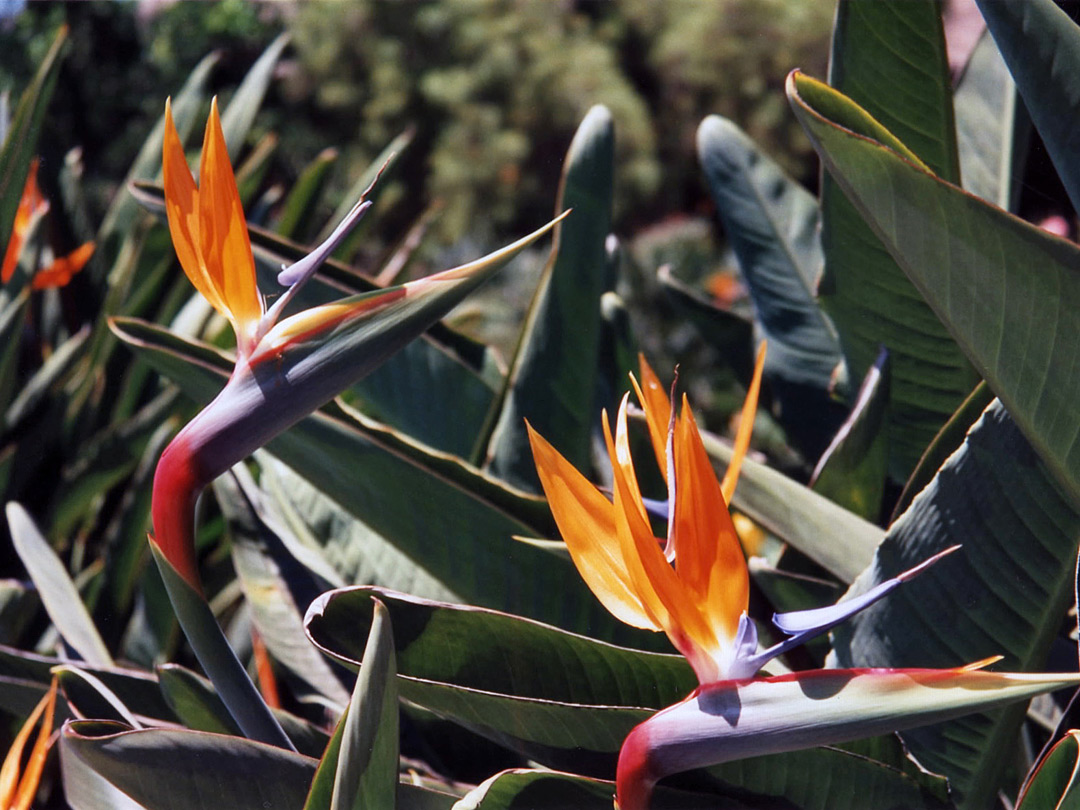 Flowers and leaves