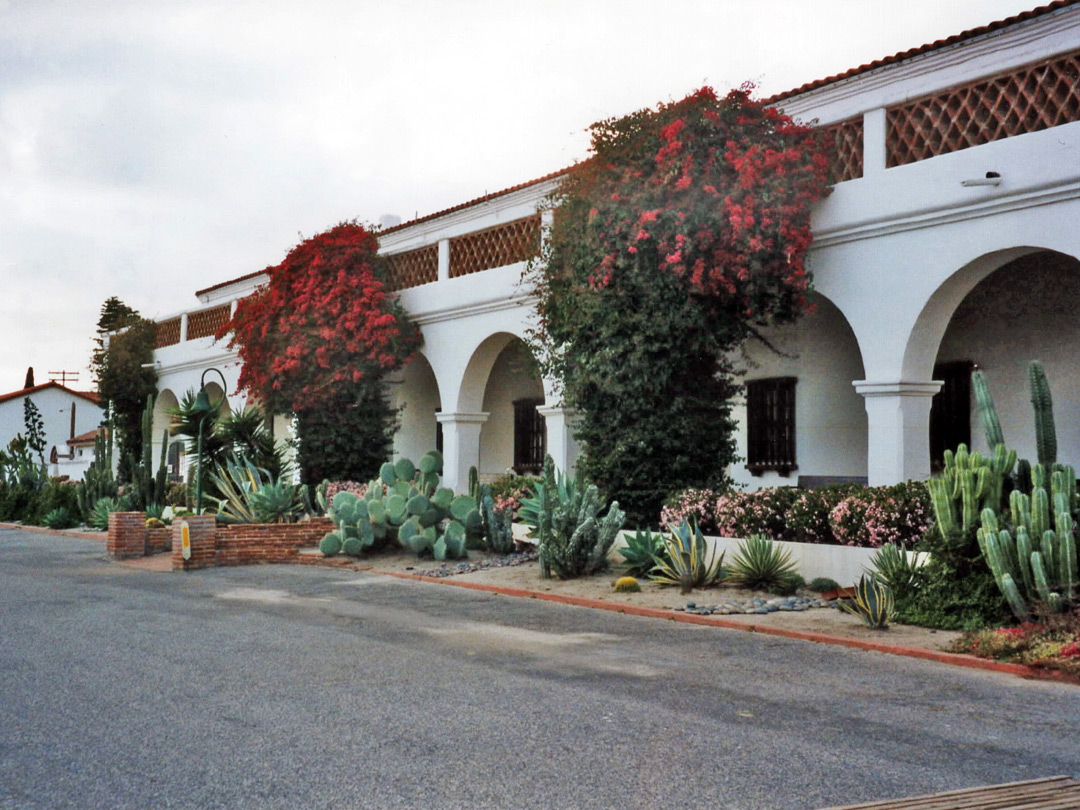 Cacti at San Luis Rey de Francia