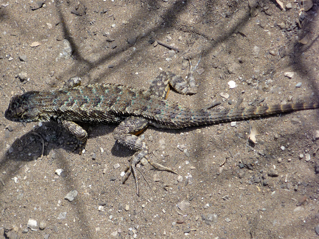 Coast Range fence lizard