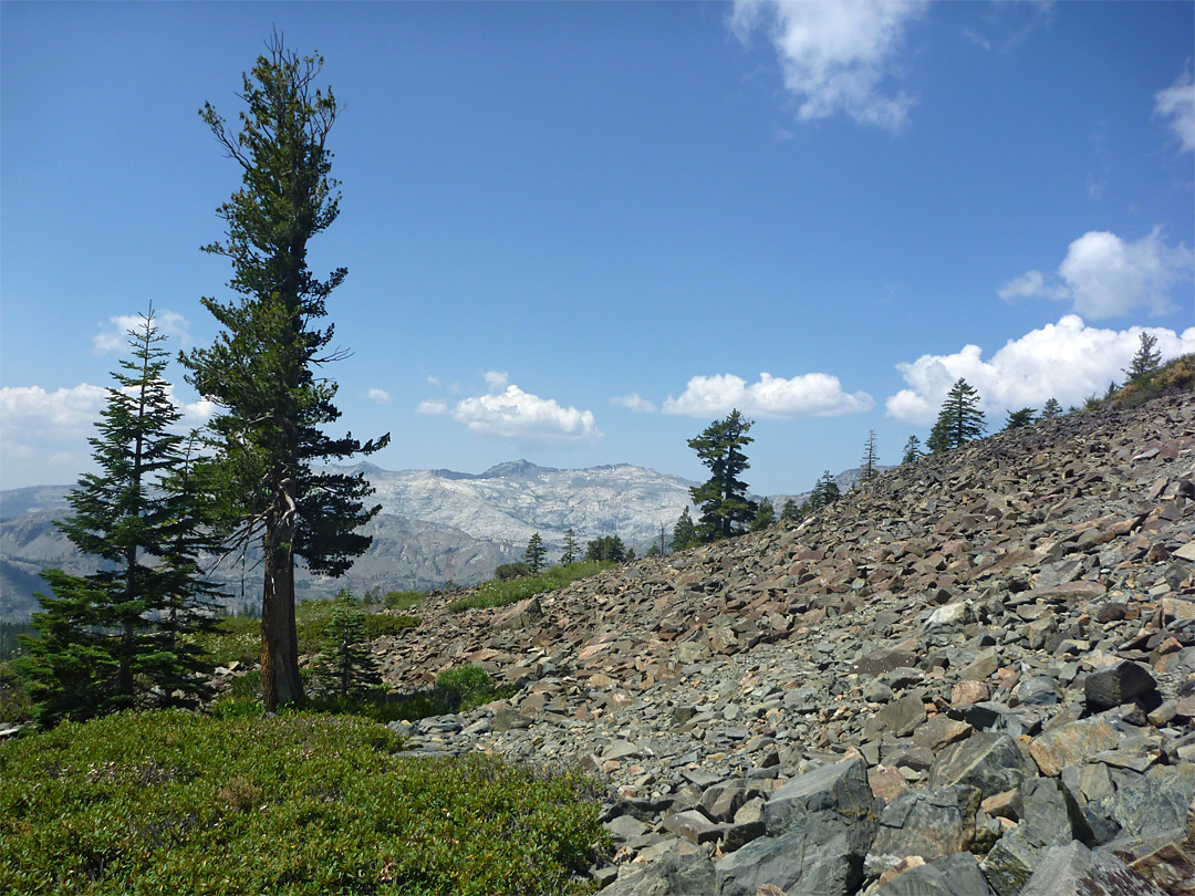 Tall pine tree