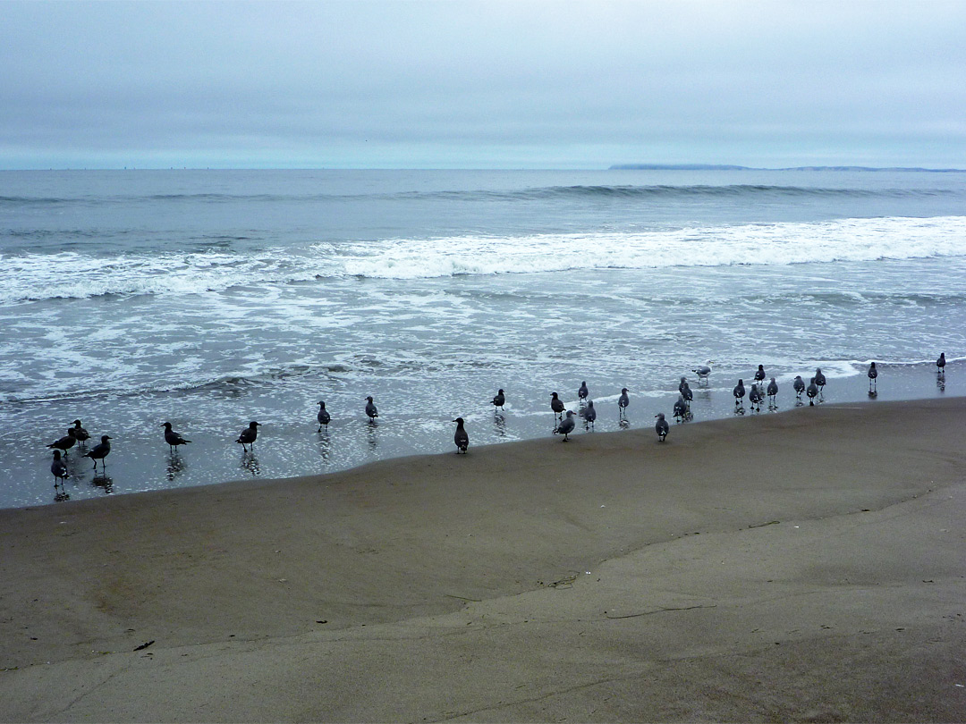 Sea birds