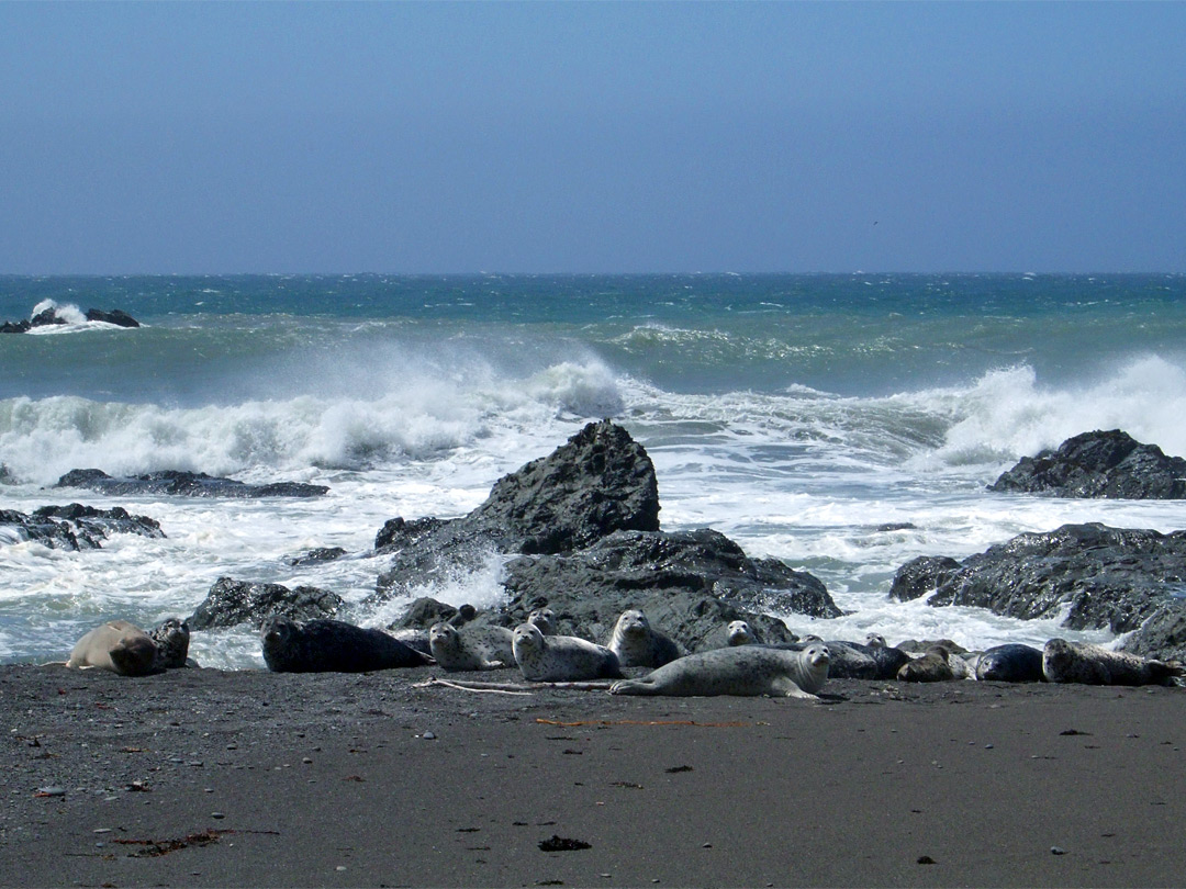 Group of elephant seals