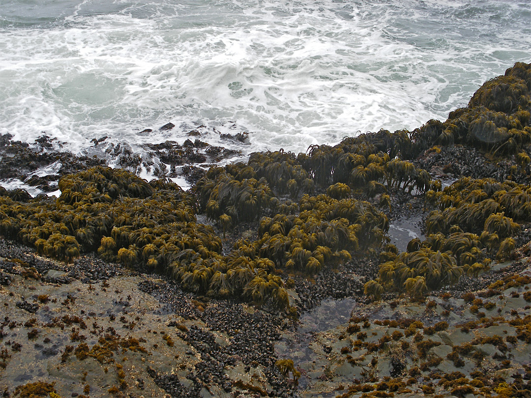 Sea palms