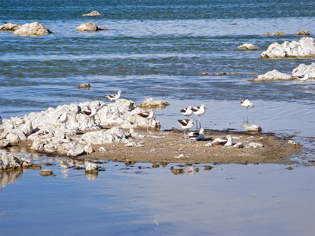 Sandpipers