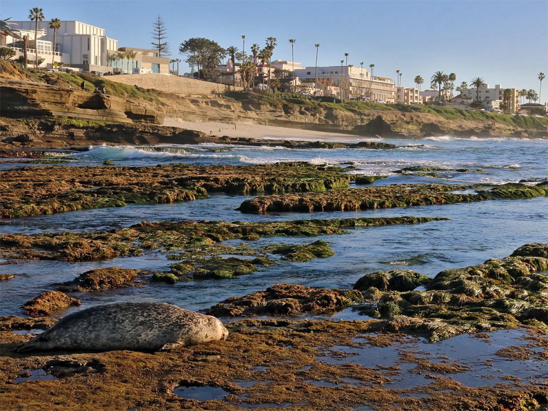 A seal, at Seal Rock