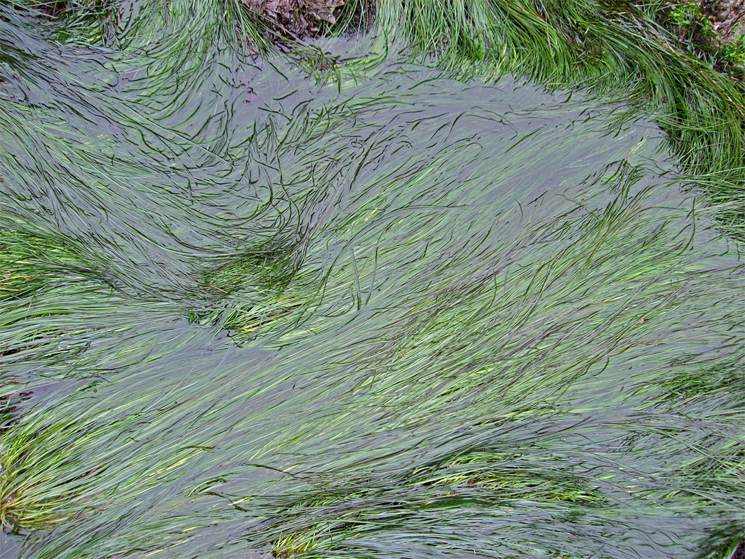 Seaweed in a tide pool
