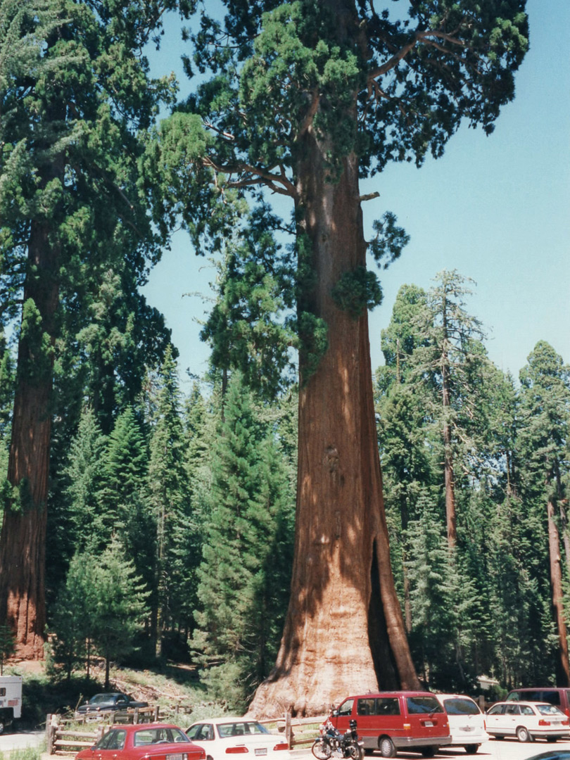 The Sentinel Tree