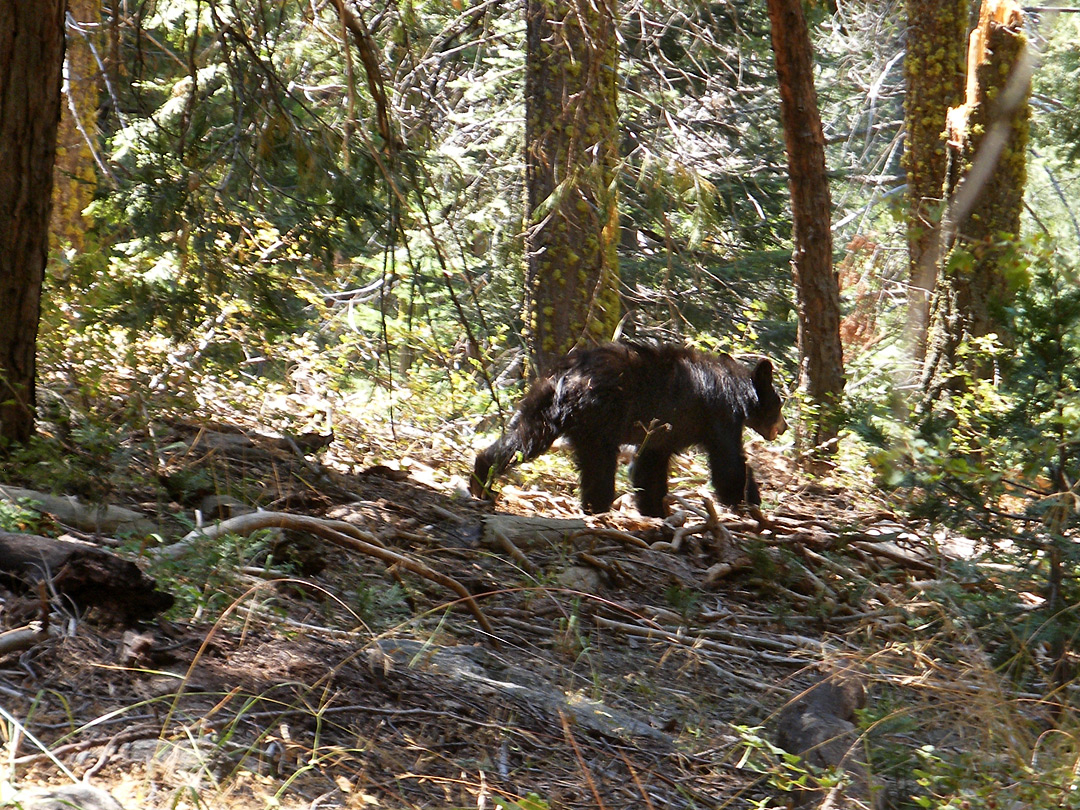 Black bear along the trail